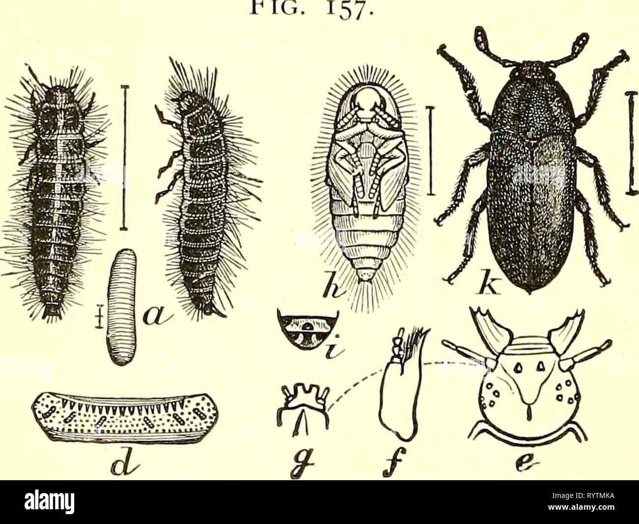 Economic entomology for the farmer Economic entomology for the farmer and fruit-grower [microform] : and for use as a text-book in agricultural schools and colleges . economicentomolo00insmit Year: 1896  The lardei'-beetle, Der^nes- tes laydariiis.—a, larva ; b, a single hair from larva ; c, adult beetle. These belong to the family Dermestidce, which contains such nuisances as the 'larder-beetles,' 'carpet-beetles,' and 'mu- seum-beetles.' The elytra, which cover the abdomen completely, are black or gray, usually ornamented with white or colored scales, which sometimes form quite pretty markin Stock Photo