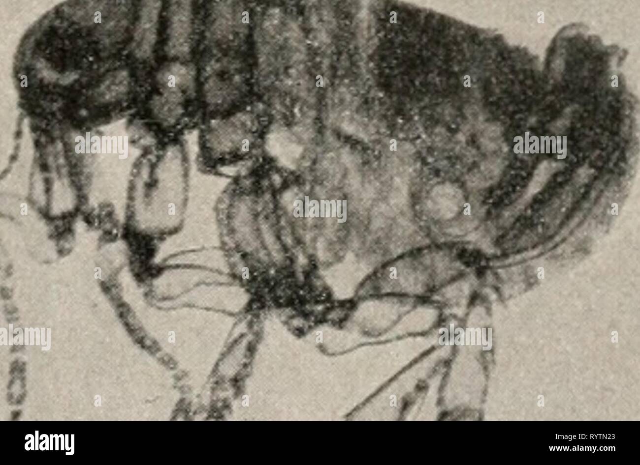 Chigoe flea hires stock photography and images Alamy