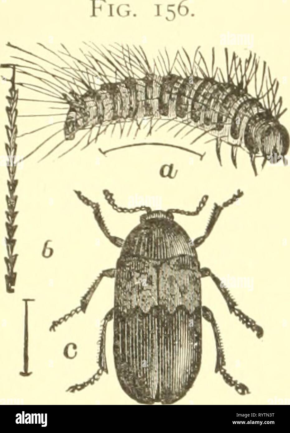 Economic entomology for the farmer Economic entomology for the farmer and the fruit grower, and for use as a text-book in agricultural schools and colleges; . economicentomolo00smit Year: 1906  178 AN ECONOMIC ENTOMOLOGY.    Tlie larder-beetle. Dermes- tes lardarius.—a, larva; b, a single hair from larva ; c, adult beetle. These belong to the family Dey))U'stidce, which contains such nuisances as the 'larder-beetles,' 'carpet-beetles.' and 'mu- seum-beetles.' The elytra, which cover the abdomen completely, are black or gray, usually ornamented with white or colored scales, which sometimes form Stock Photo