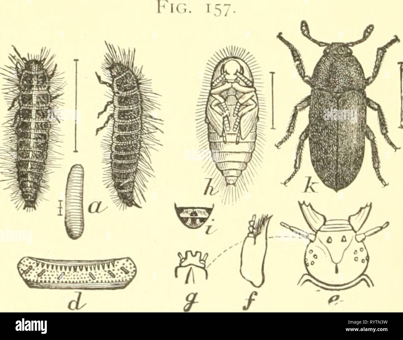 Economic entomology for the farmer Economic entomology for the farmer and the fruit grower, and for use as a text-book in agricultural schools and colleges; . economicentomolo00smit Year: 1906  Tlie larder-beetle. Dermes- tes lardarius.—a, larva; b, a single hair from larva ; c, adult beetle. These belong to the family Dey))U'stidce, which contains such nuisances as the 'larder-beetles,' 'carpet-beetles.' and 'mu- seum-beetles.' The elytra, which cover the abdomen completely, are black or gray, usually ornamented with white or colored scales, which sometimes form quite pretty markings. The 'la Stock Photo