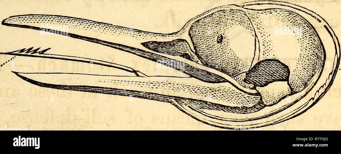 Elementary anatomy and physiology  Elementary anatomy and physiology : for colleges, academies, and other schools . elementaryanato00hitc Year: 1869  AND PHYSIOLOGY. 189 the vegetable feeders having a long tube, and the flesh feeders a short one, since animal food is so easy of stomach digestion, and the nutrient portion of it so readily taken up by the lacteals. Thus the ox has an alimentary tube fifteen or twenty times the length of the body, amounting in a full grown animal to 150 feet, the sheep one twenty-eight times its length, while many of the carnivora exhibit one only about three tim Stock Photo