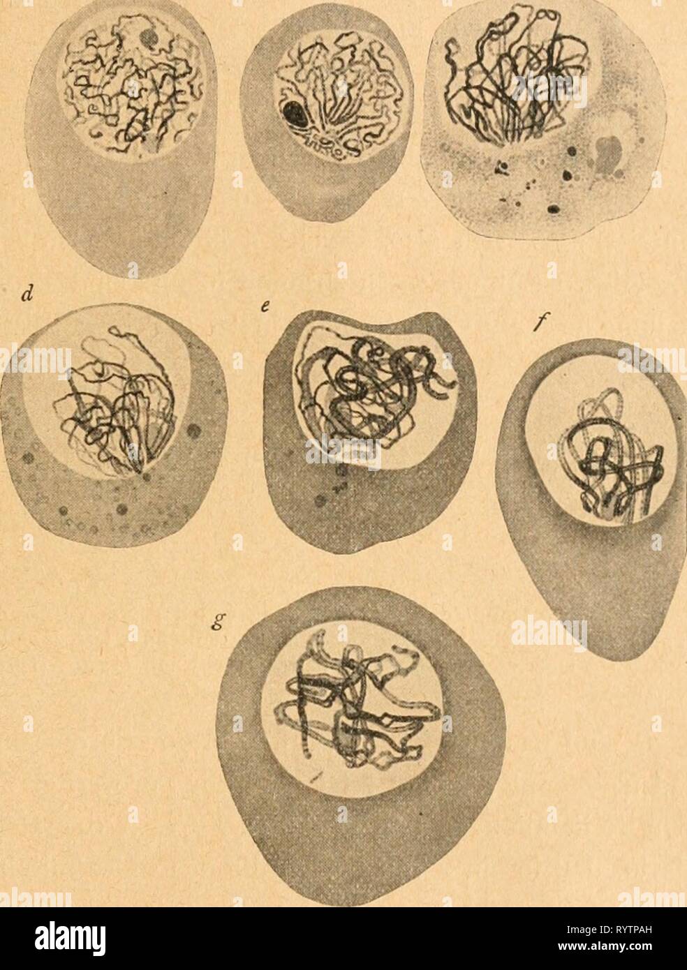 Einführung in die Vererbungswissenschaft in Einführung in die Vererbungswissenschaft in zwanzig Vorlesungen für studierende, ärzte, züchter . einfhrungindi00gold Year: 1920  — 185 — mene, wie man auch die ganze Periode nennt, aus der sich einige Stadien in Fig. 64 reproduziert finden, erscheint dann zum erstenmal im Kern die halbe, reduzierte Zahl der Chromosomen in Tetradenform. Kein    Fig. 64. Die synaptischen Vorgänge in den Eikernen von Dendrocoelum. In d und e findet die Chromosomenkonjugation statt. Nach Gel ei. Zweifel, daß hier während der Synapsis die Halbierung der Chromosomen- zahl Stock Photo