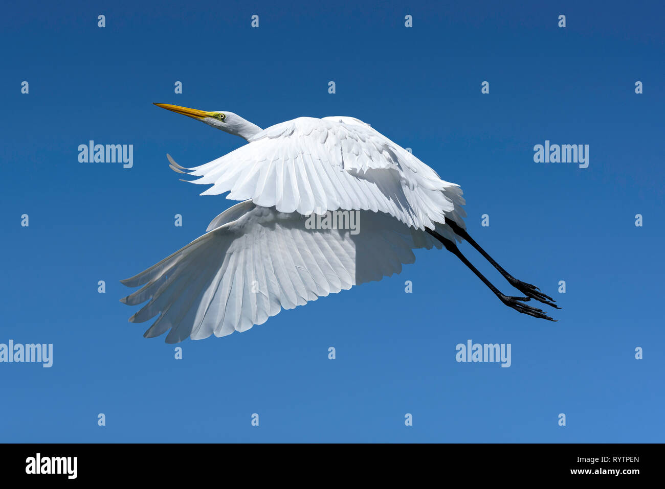 Great egret (Ardea alba) in flight, Marco Island, Florida, USA Stock Photo