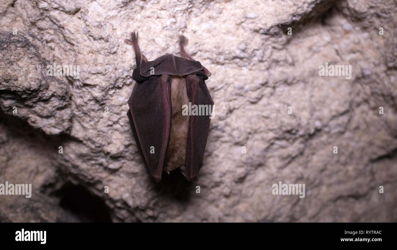 Bats sleep in dungeon upside down, wrapped in wings like black cloak