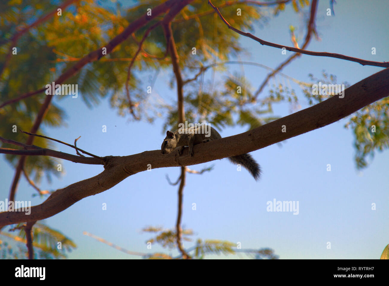 Indian palm squirrel (Funambulus palmarium) climbing a tree. India Stock Photo Alamy