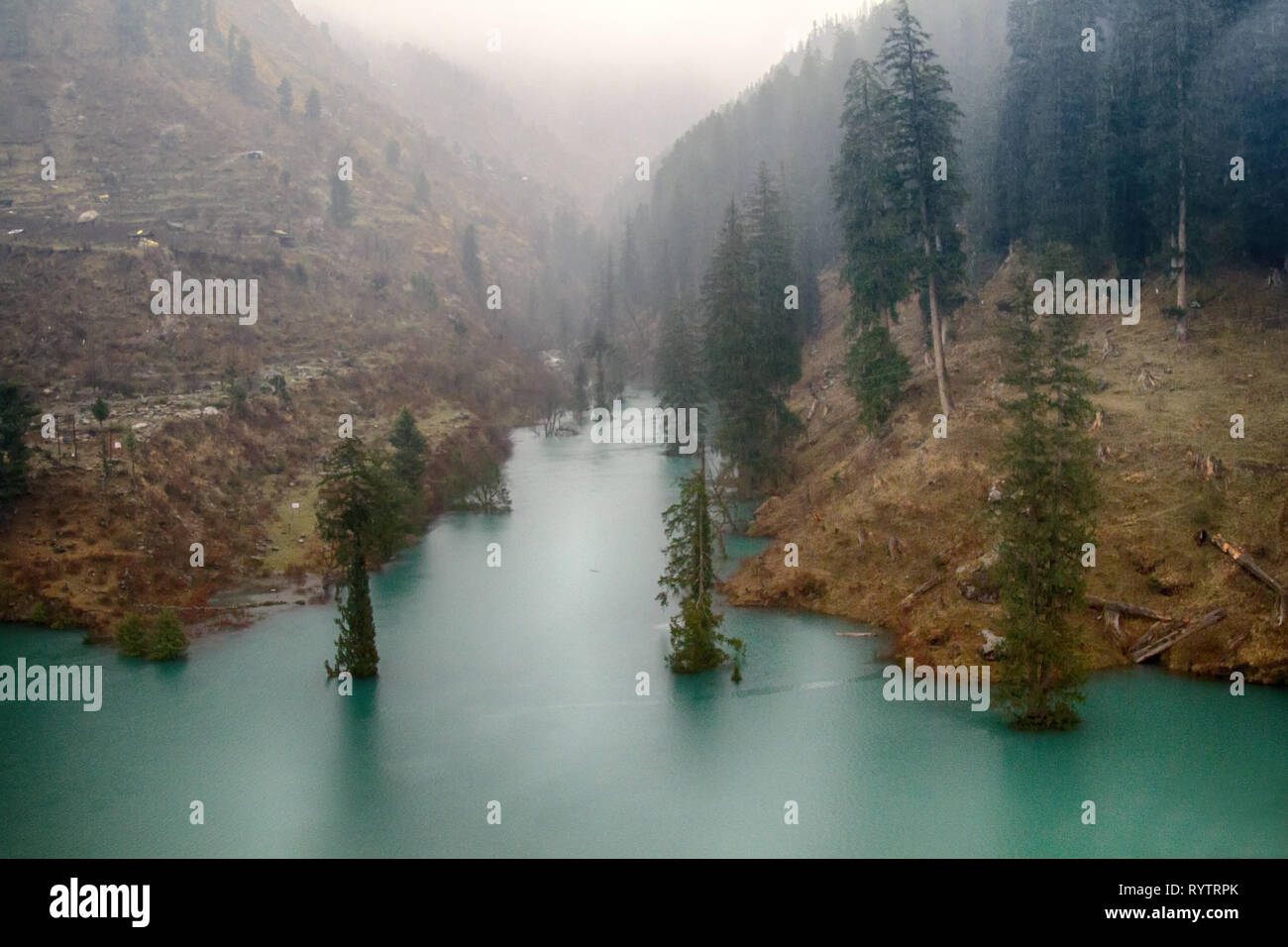 Himalayan firs (Abies spectabilis) and Himalayan spruce (Picea morinda) in water. Amazing flooded forests. Trees rise from lake, deluge. Unusual Himal Stock Photo