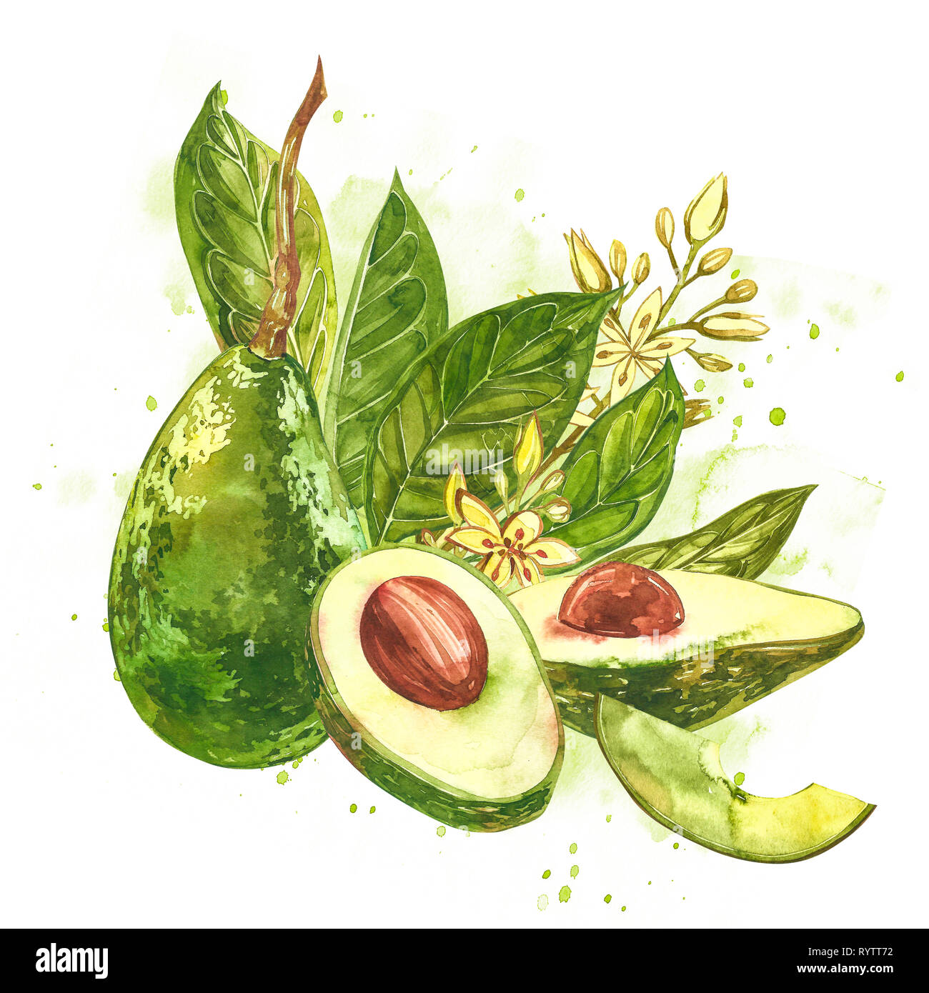 Avocado watercolor hand draw illustration isolated on white background. Stock Photo
