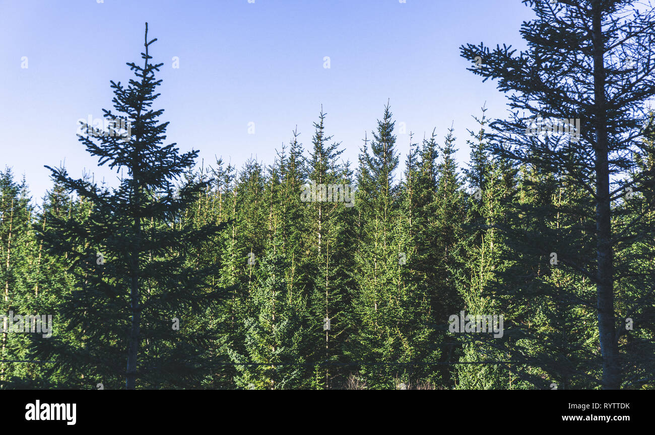 Pine Trees in Lofoten, Norway Stock Photo