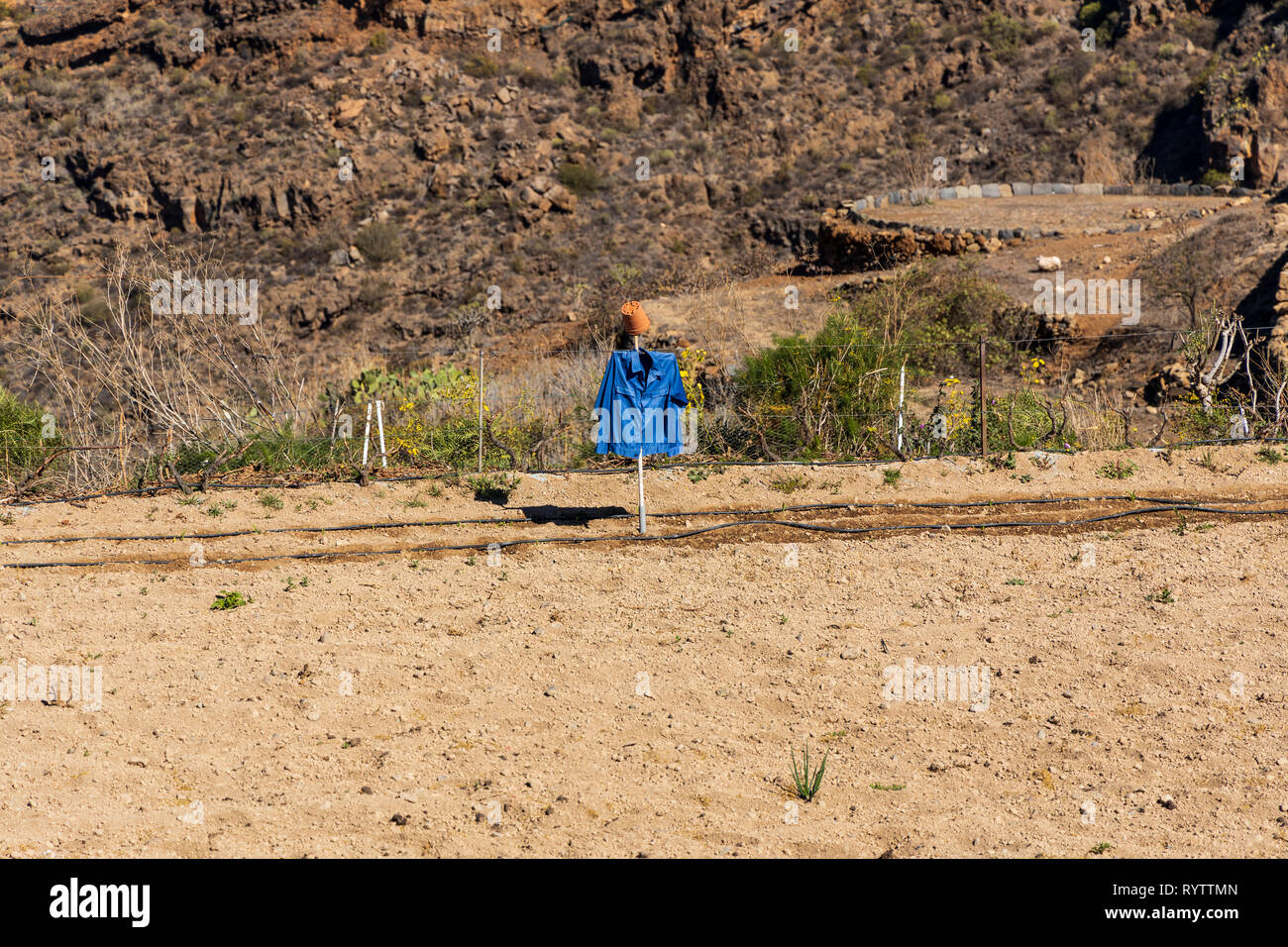 Scarecrow made from a plastic plant pot and a blue shirt in a field in Las Fuentes, Guia de Isora, Tenerife, Canary Islands, Spain Stock Photo