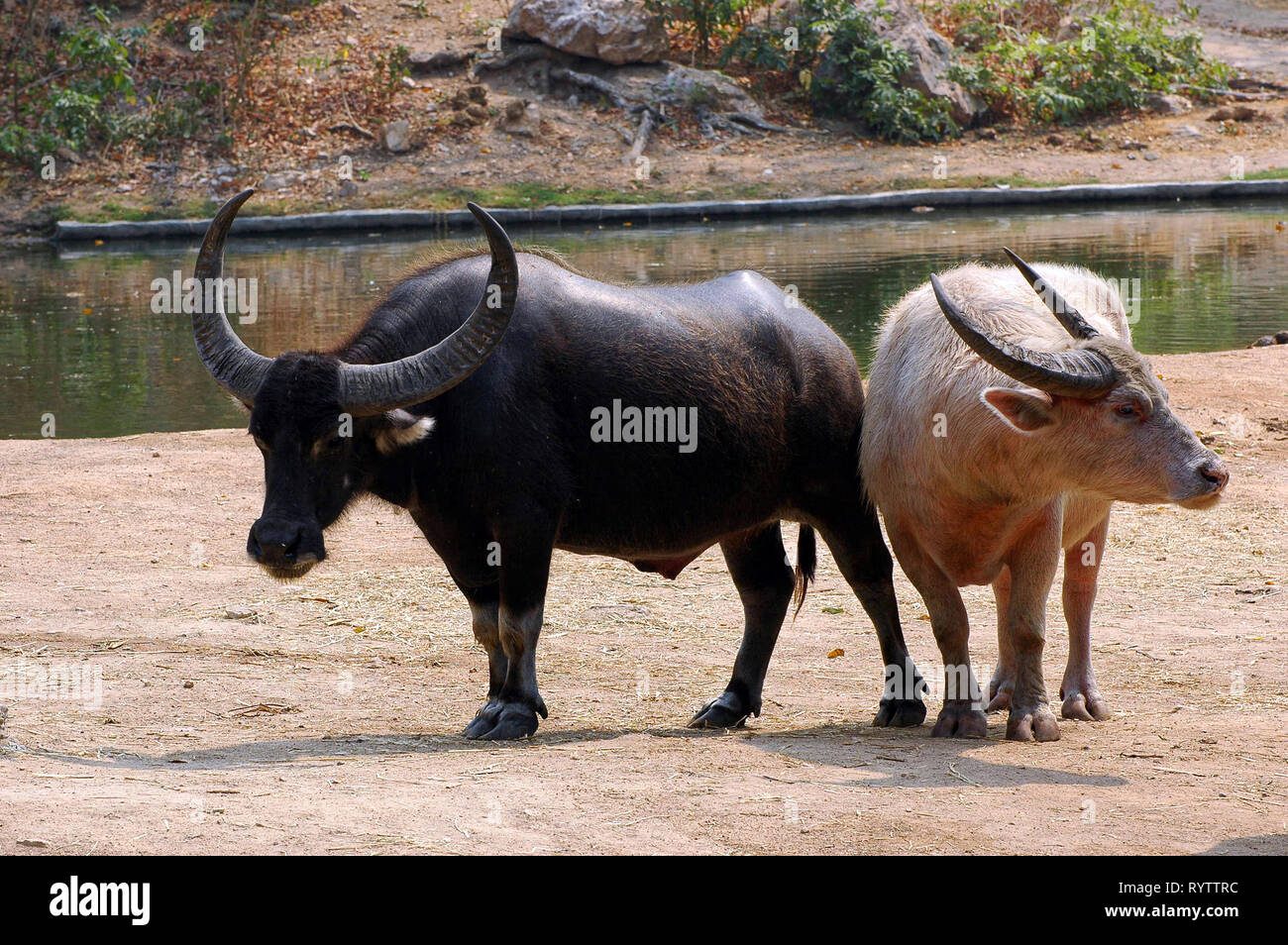 Asian Water Buffalo High Resolution Stock Photography and Images - Alamy