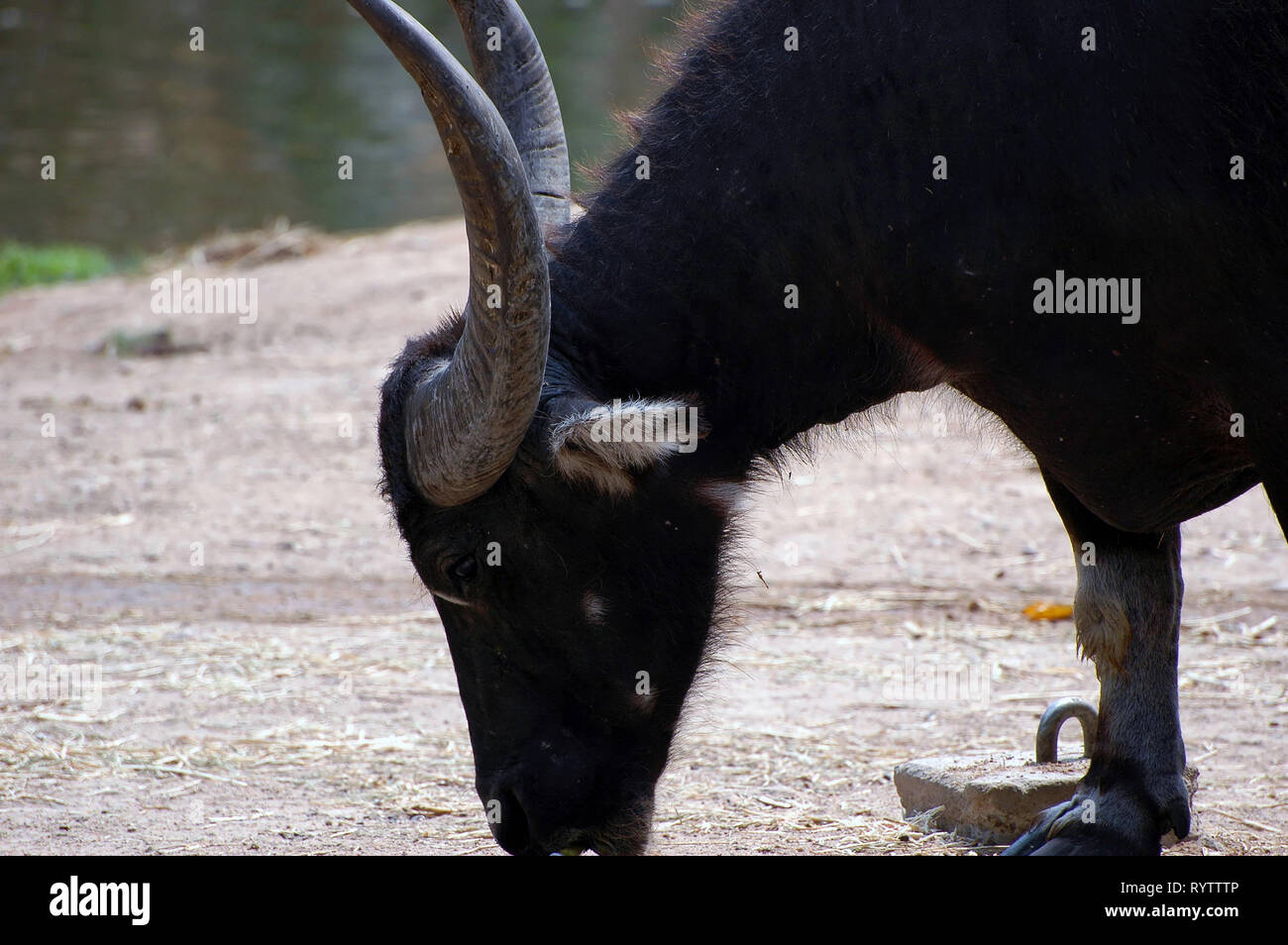Photo Asian water buffalo or water buffalo (Latin Bubalus bubalis