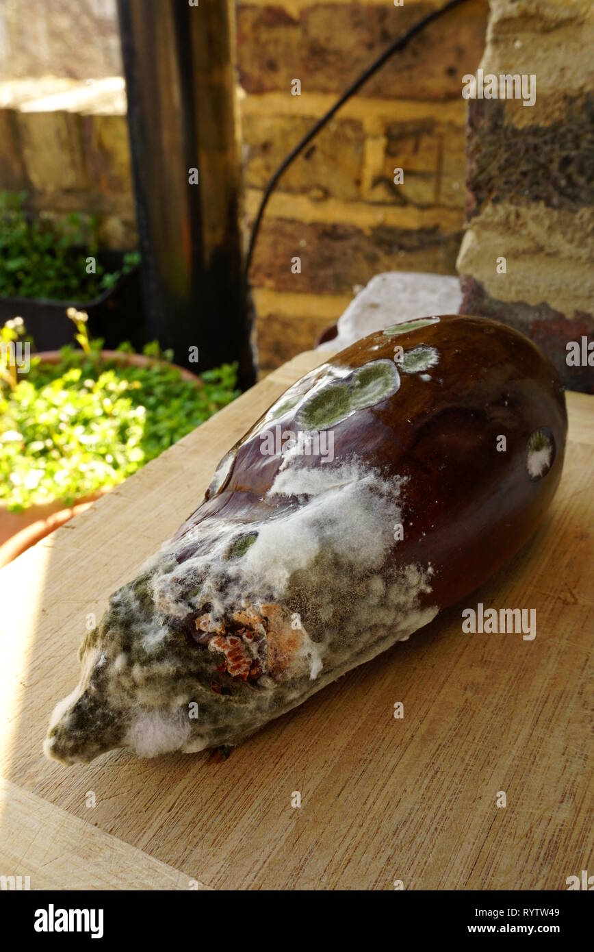Rotting Vegetable Takes on an Animal Appearance Stock Photo