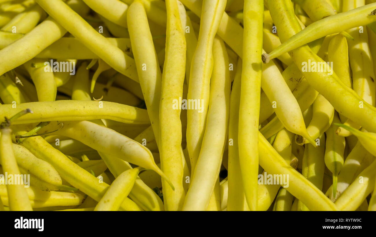The small common beans in hundreds. Phaseolus vulgaris the common bean is a herbaceous annual plant grown worldwide for its edible dry seed or unripe  Stock Photo