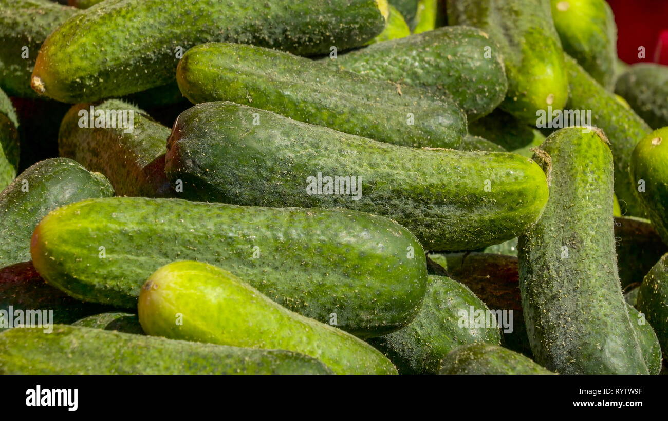 Green fresh cucumbers on the display basket. It is a creeping vine that