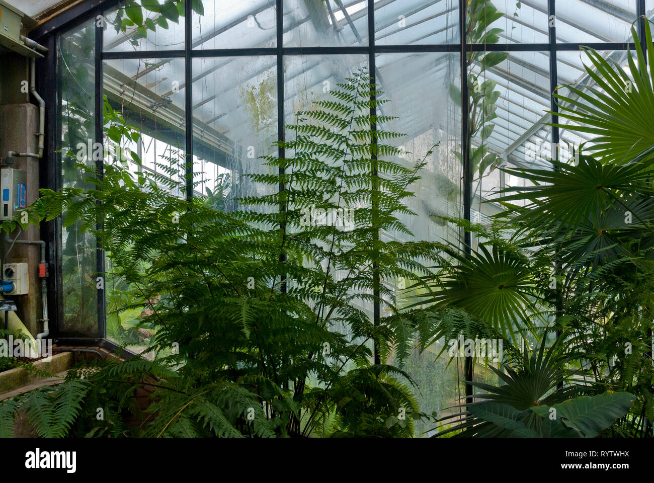 Tropical plants greenhouse in Kew Gardens Stock Photo Alamy