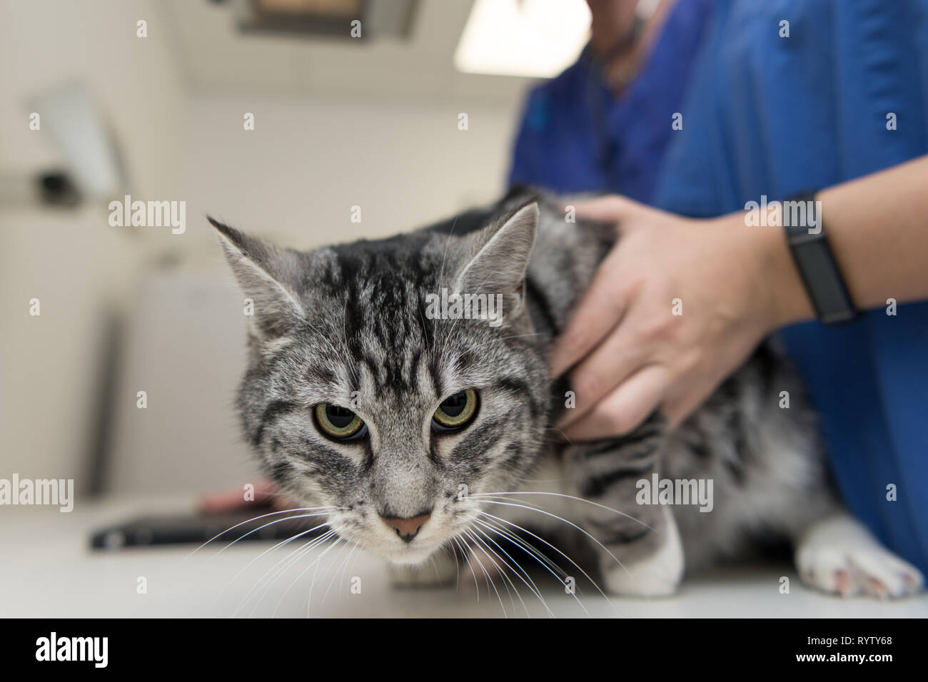 Cat x ray hires stock photography and images Alamy