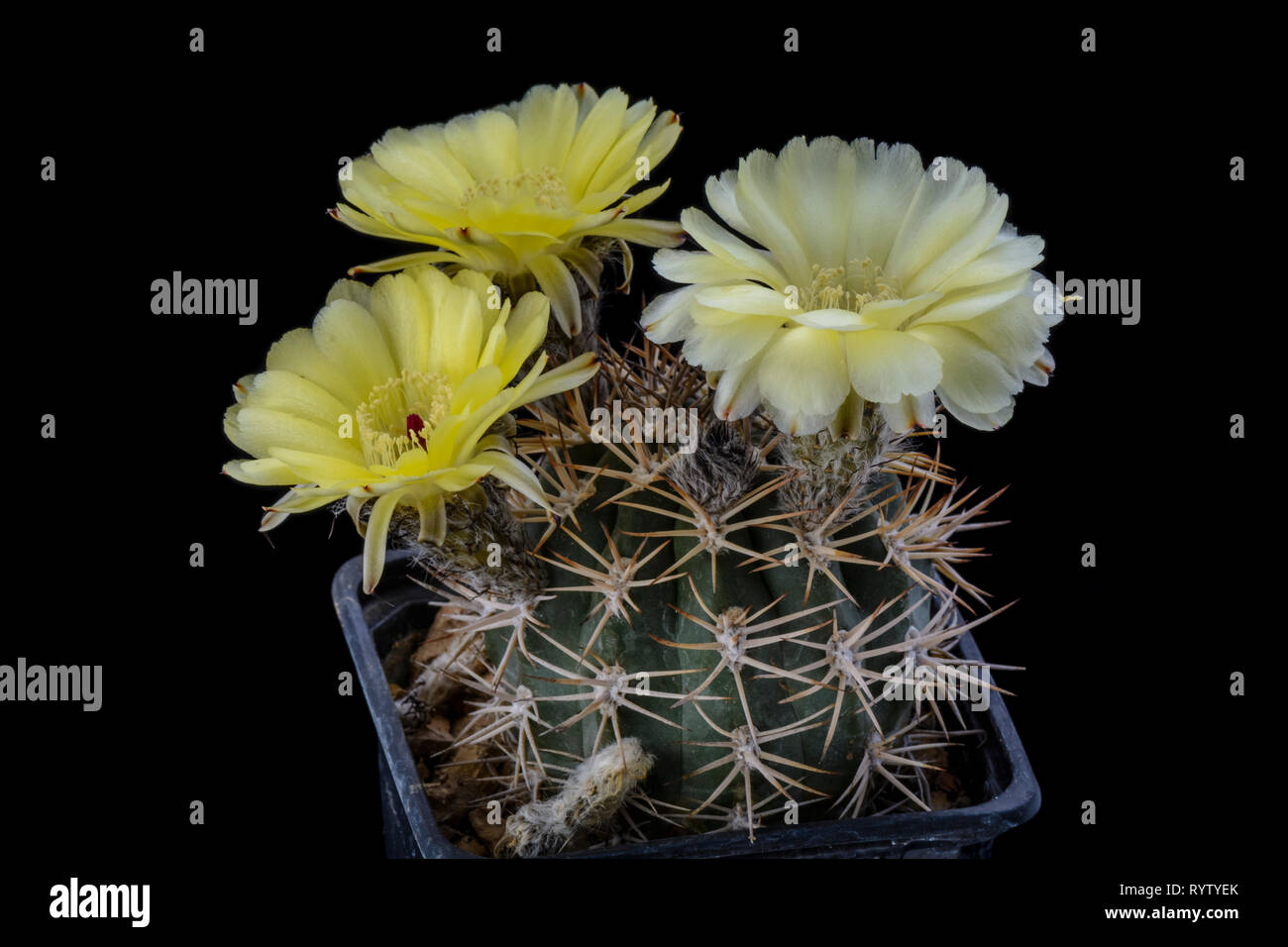 Cactus Acanthocalycium thionantum brevispinum with flower isolated on Black Stock Photo