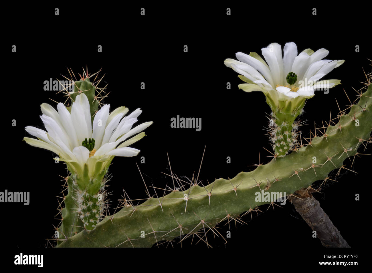 Cactus Echinocereus pentalophus procumbens albiflora with flower isolated on Black Stock Photo
