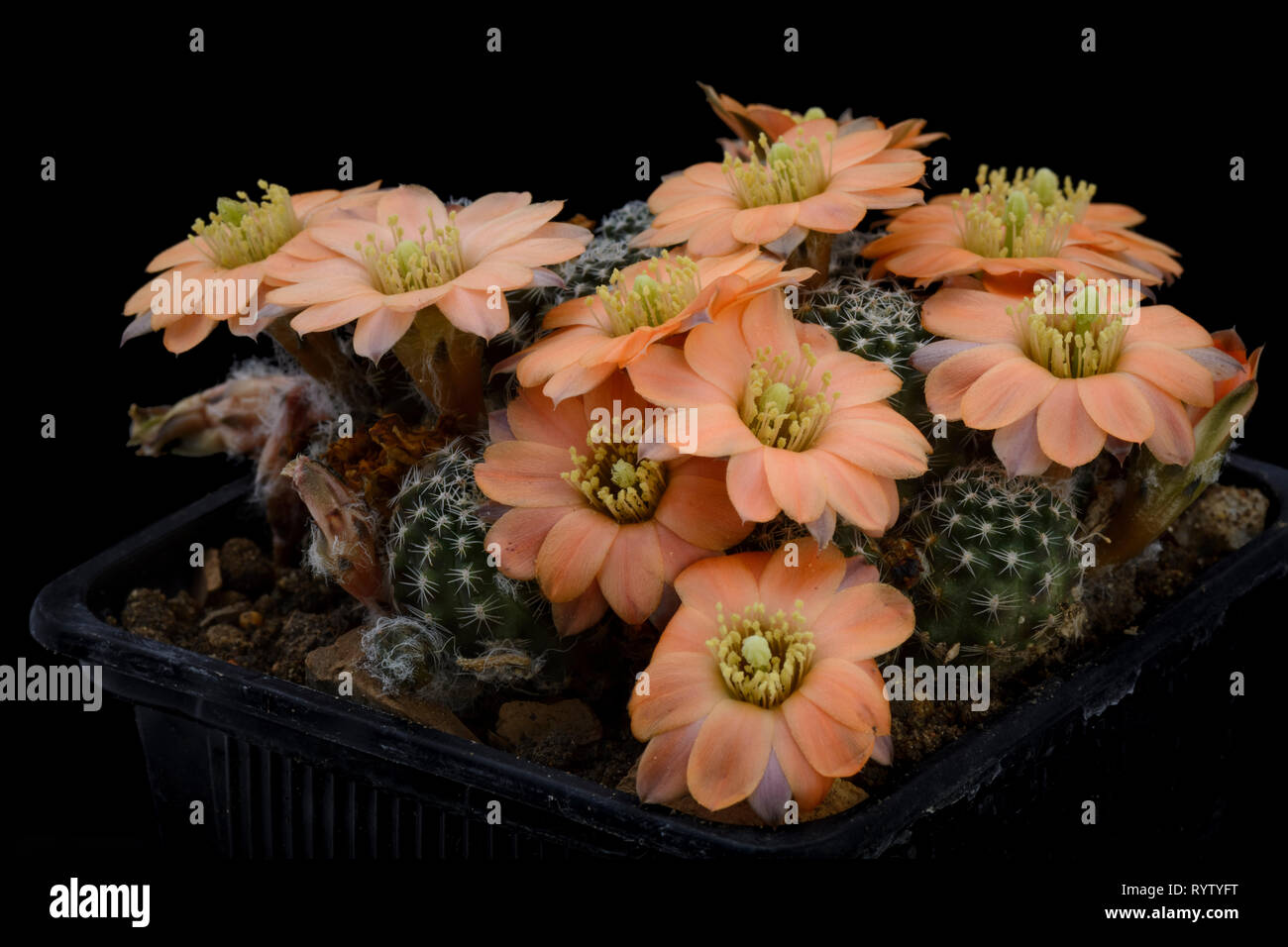 Cactus Mediolobivia pygmaea with flower isolated on Black Stock Photo