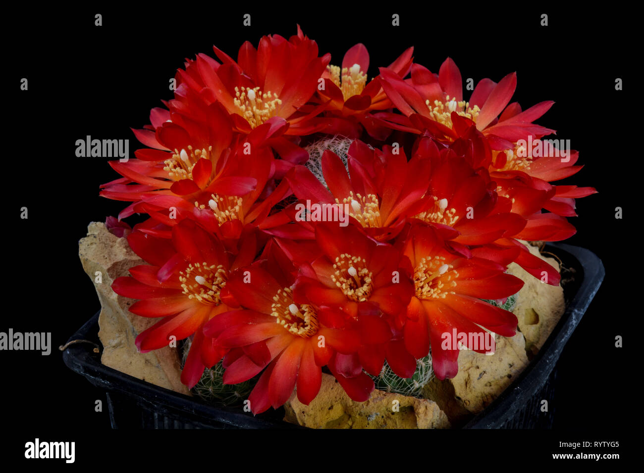 Cactus Sulcorebutia alba with flower isolated on Black Stock Photo