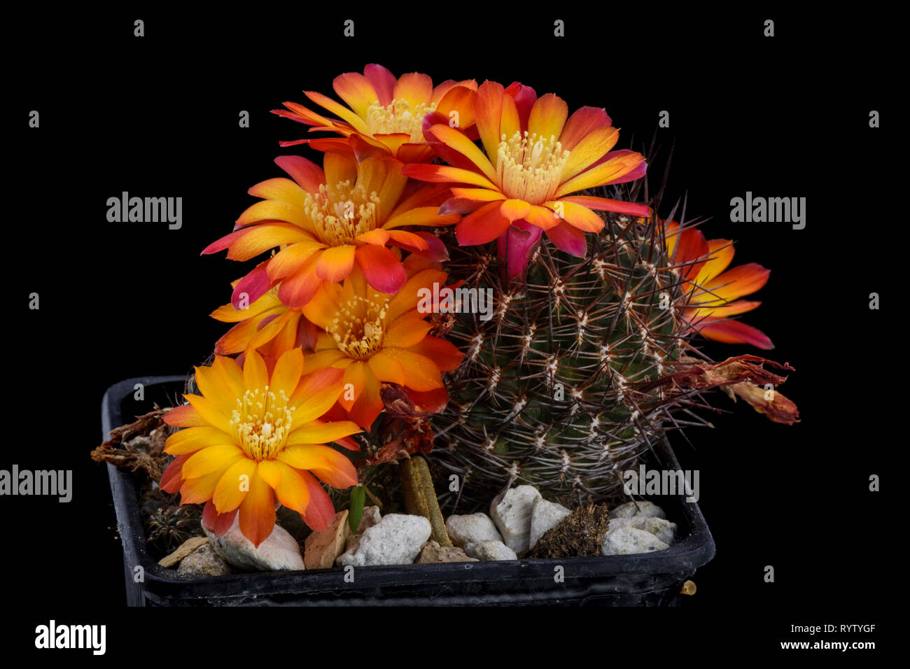Cactus Sulcorebutia steinbachii with flower isolated on Black Stock Photo