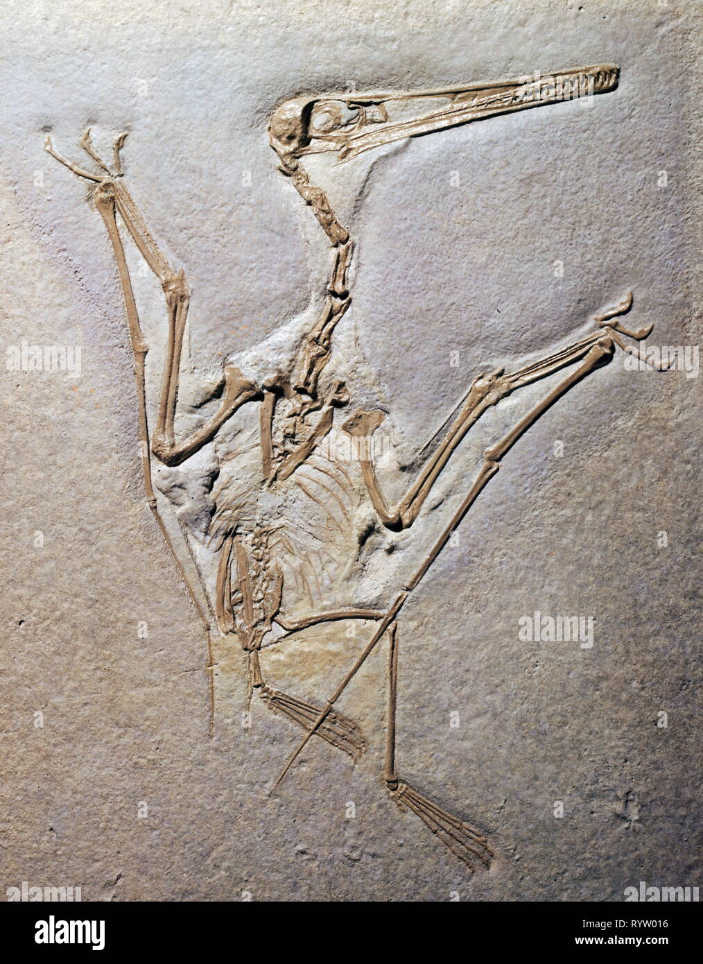 prehistory, fossilization, fossil, zoology, Pterodactylus Rochi (Pterosaur), Upper Jurassic, Eichstaett, Additional-Rights-Clearance-Info-Not-Available Stock Photo