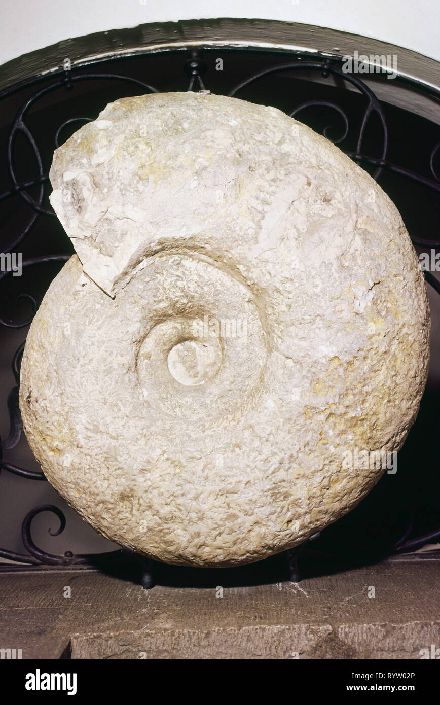 prehistory, fossilization, fossil, zoology, giant - ammonite, Late Cretaceous, Misburg, Additional-Rights-Clearance-Info-Not-Available Stock Photo