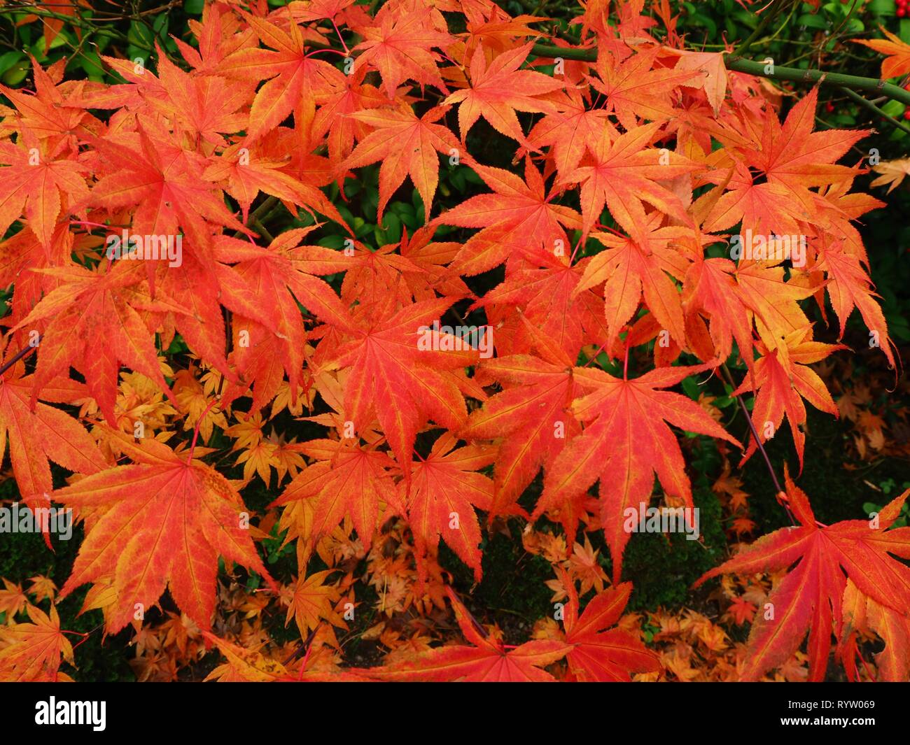 Orange japanese maple leaves hi-res stock photography and images - Alamy