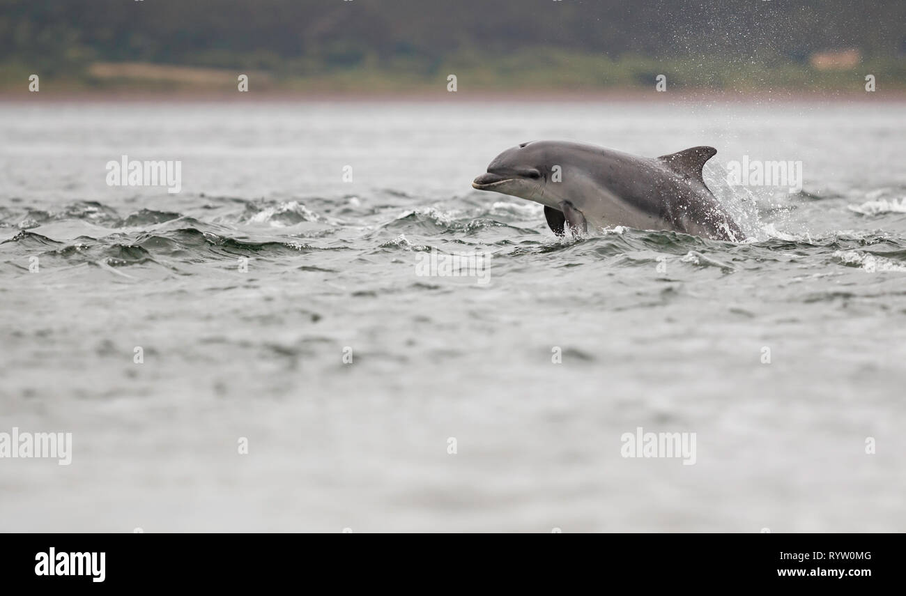 Young dolphin playing in the sea with while hunting from migrating Atlantic salmon. Stock Photo