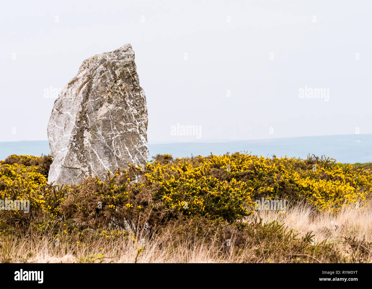 The neolithic standing stone known as St. Breock Downs monolith with flowering gorse and a misty horizon. Stock Photo