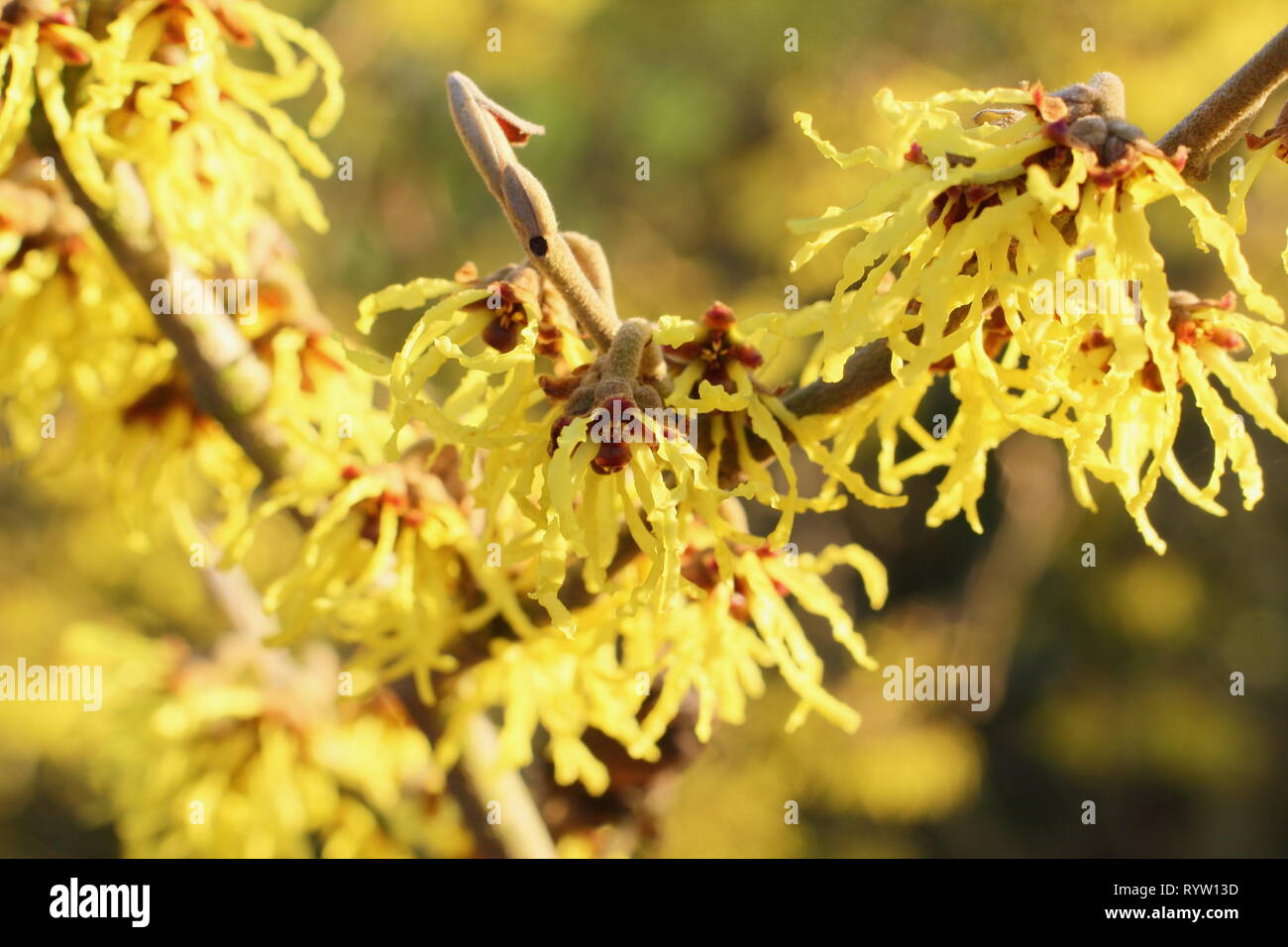 Hamamelis x intermedia 'Westerstede'. Fragrant, spidery blooms of Witch hazel 'Westerstede' in February, UK Stock Photo