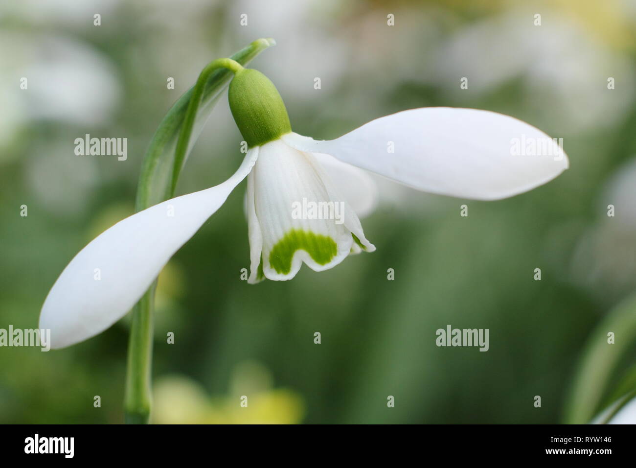 Galanthus Brenda Troyle. SCented blossom of Snowdrop 'Brenda Troyle - February, UK garden Stock Photo