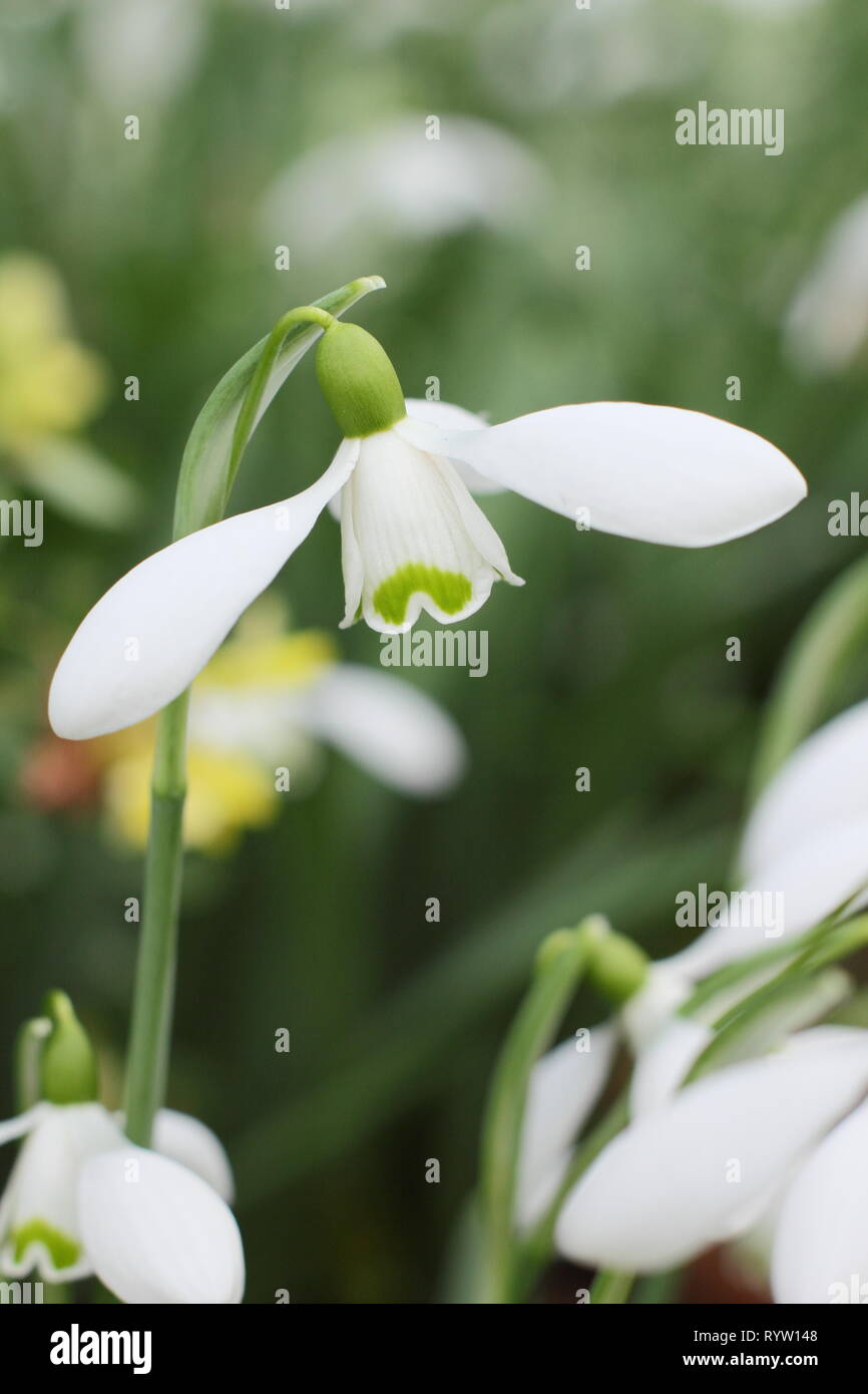 Galanthus Brenda Troyle. Scented blossom of Snowdrop 'Brenda Troyle - February, UK garden Stock Photo