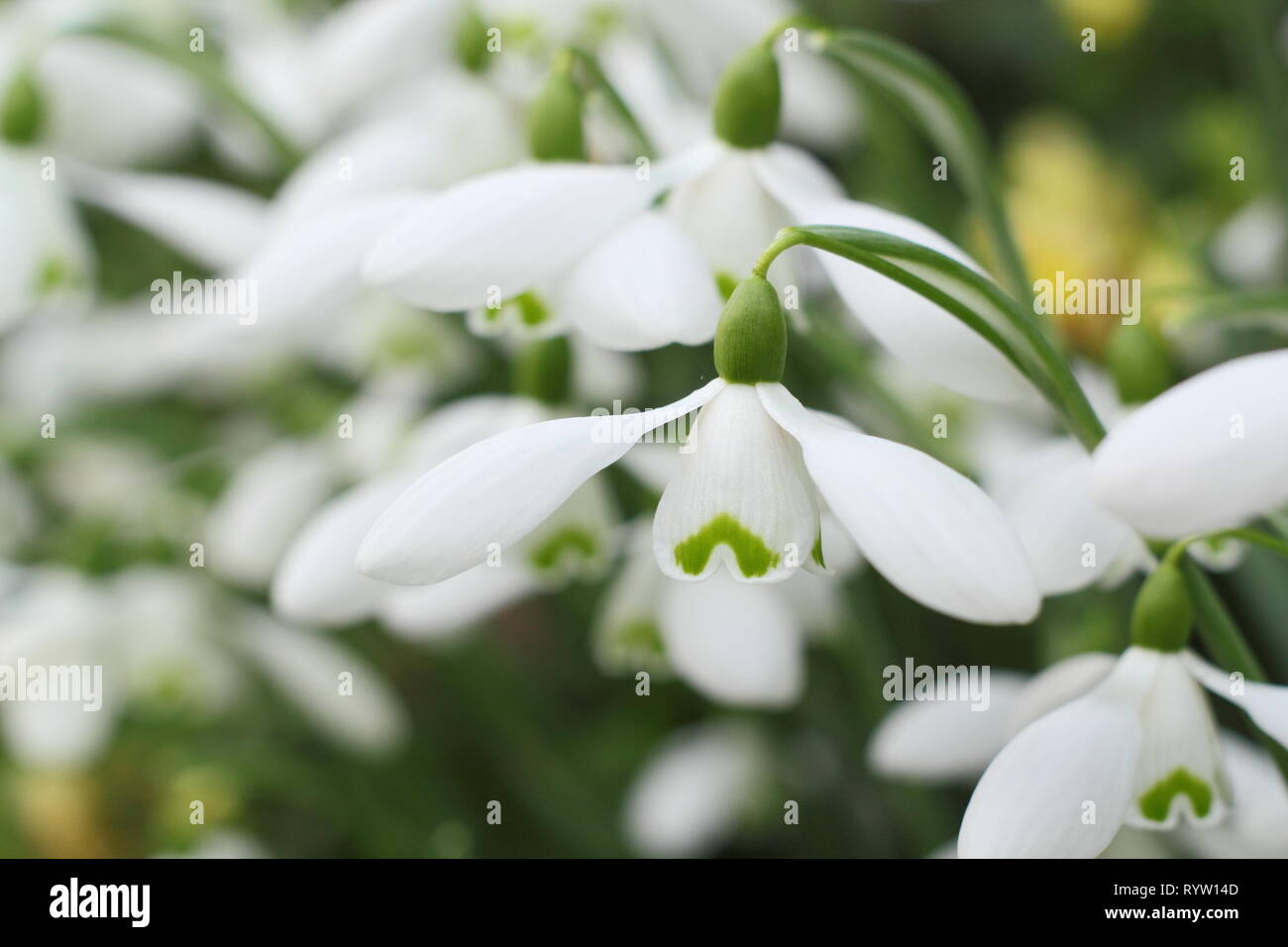 Galanthus Brenda Troyle. SCented blossom of Snowdrop 'Brenda Troyle - February, UK garden Stock Photo
