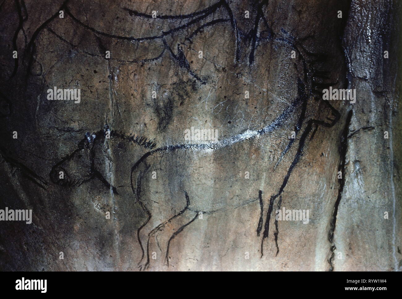 prehistory, cave-painting in Niaux, France, deer head and horse's head, Additional-Rights-Clearance-Info-Not-Available Stock Photo