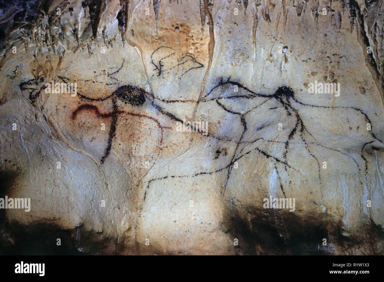 Cave painting prehistoric animals hi-res stock photography and images ...