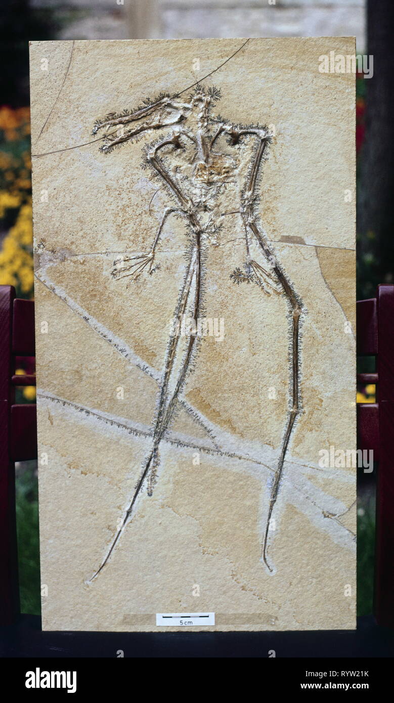 prehistory, fossils / fossilization, animals, Pterosaur, Rhamphorhychus, Additional-Rights-Clearance-Info-Not-Available Stock Photo