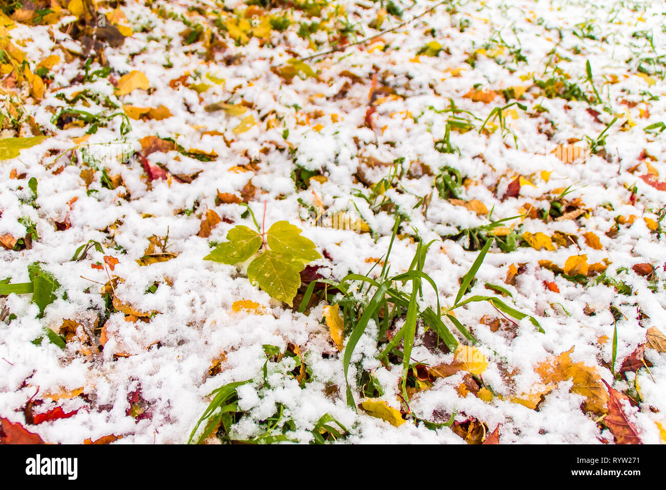 the first snow on the green grass and fallen red and yellow leaves ...