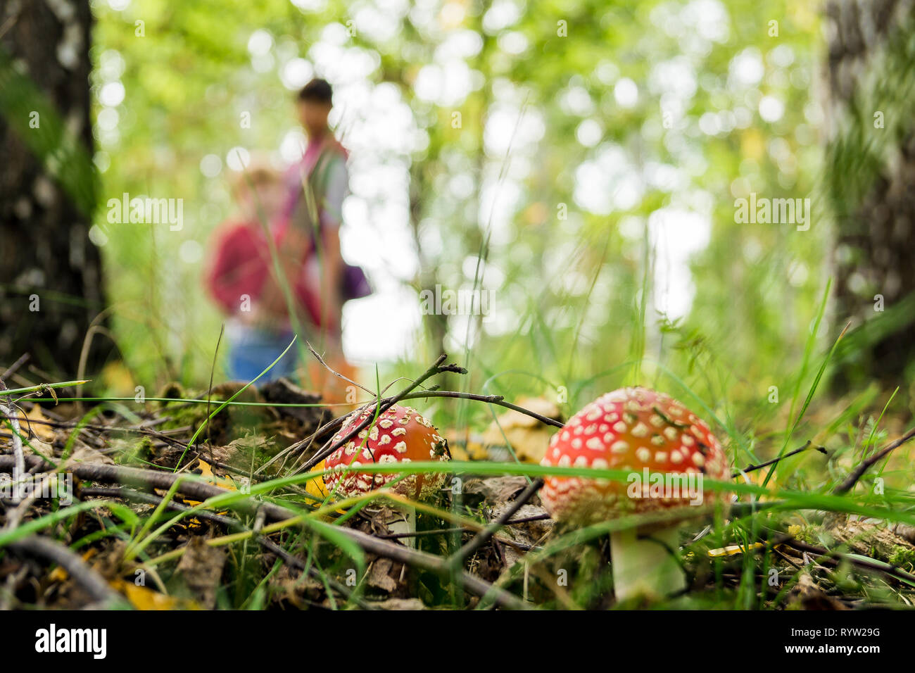 mushroom pickers in the forest, end of summer, amanitas are growing Stock Photo