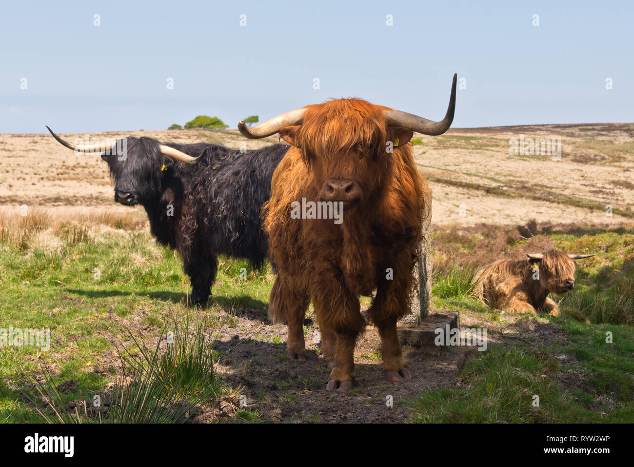 Black Highland Cow Sunny High Resolution Stock Photography and Images ...