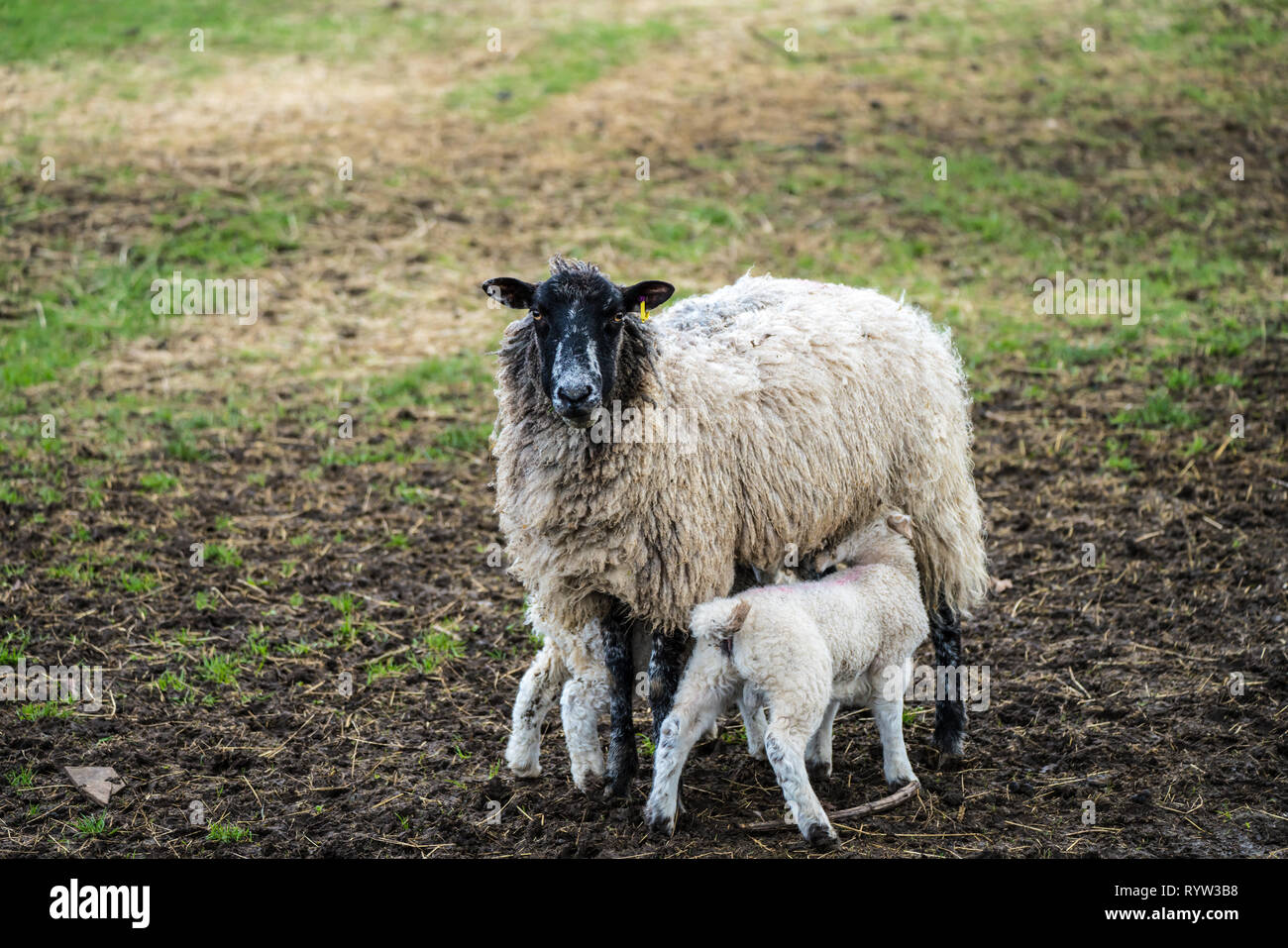 Black Face Ewe staring at camera suckling young twin lambs Stock Photo