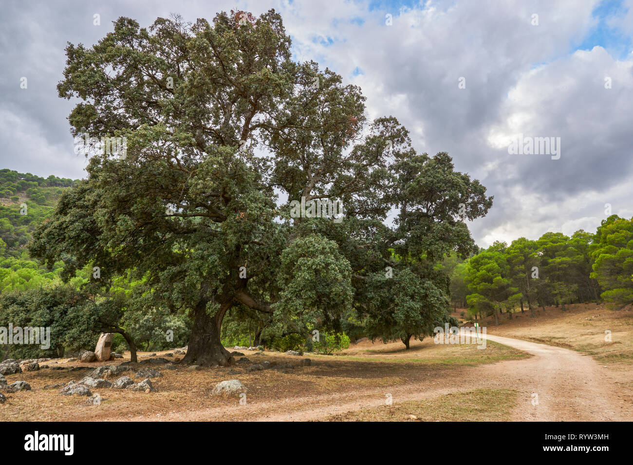 Ilex in the area El Convento. Sierra de las Nieves Natural Park. Located in the province of Malaga. Spain. Billed as Biosphere Reserve Stock Photo