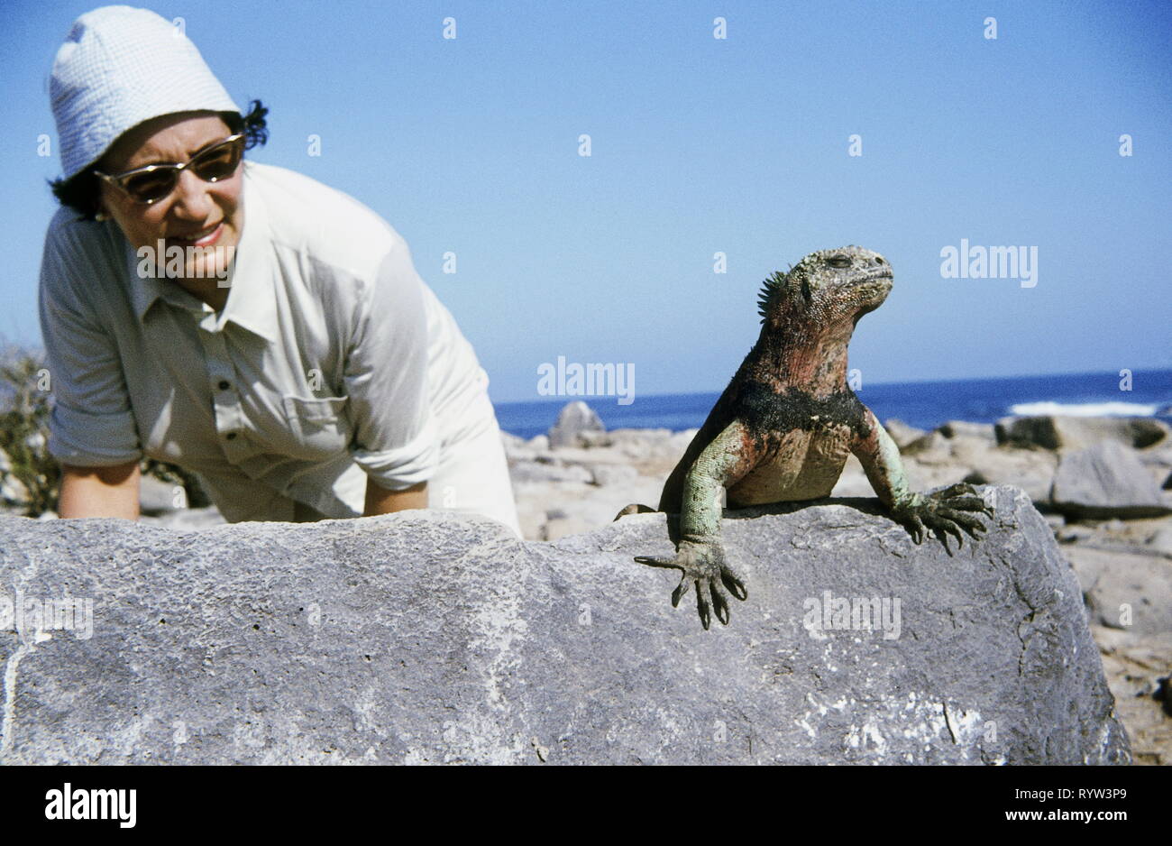 oddities, woman next to a multi-coloured marine iguana, Iguana Island, Galapagos islands, 1970, Additional-Rights-Clearance-Info-Not-Available Stock Photo