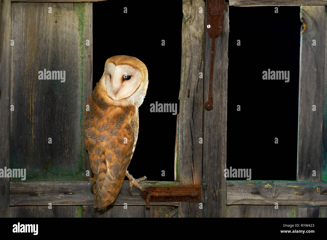 Field owl. Asio flammeus. Country owl on old wooden window. Spain. Europe Stock Photo