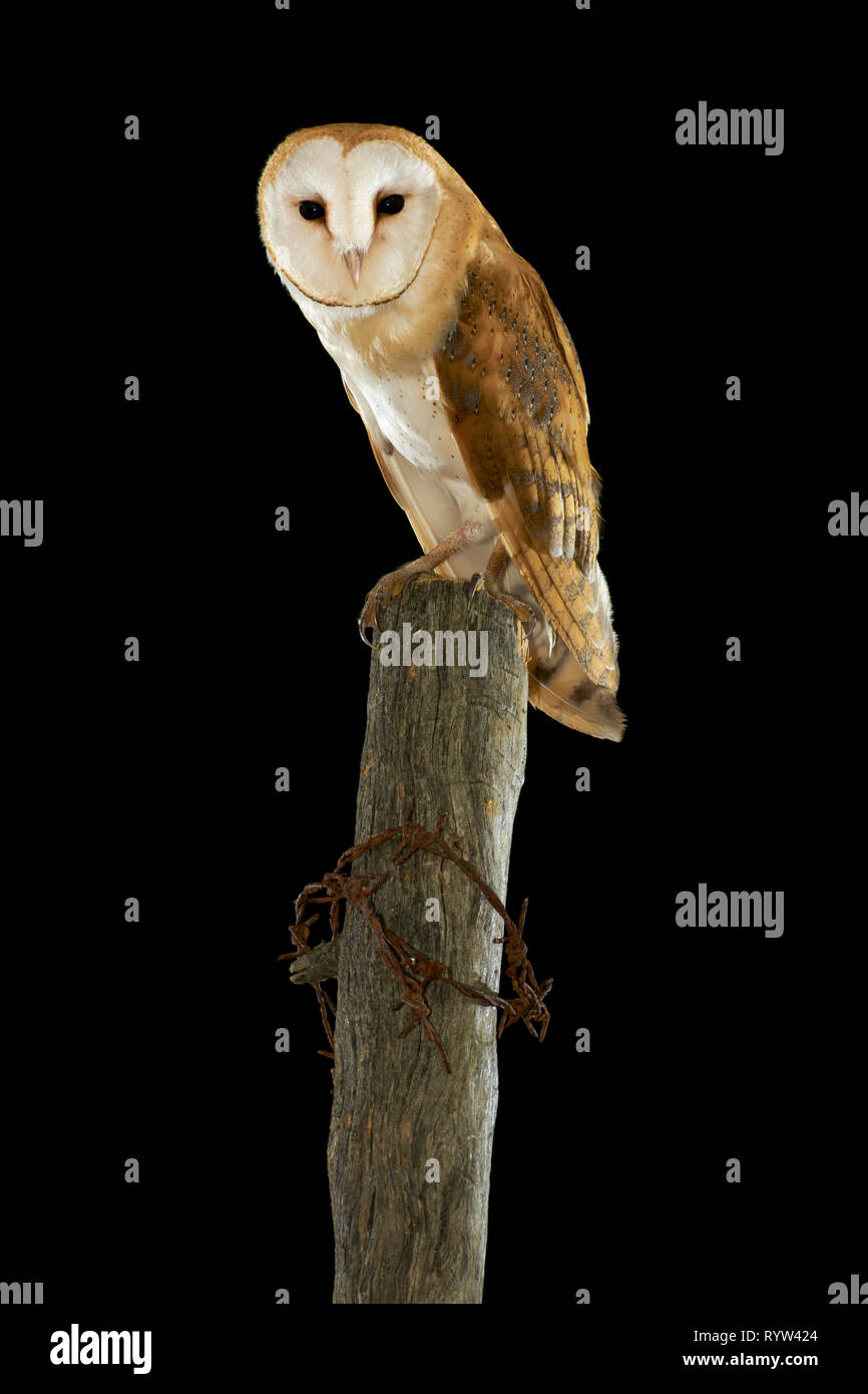 Field owl. Asio flammeus. Spain. Europe Stock Photo