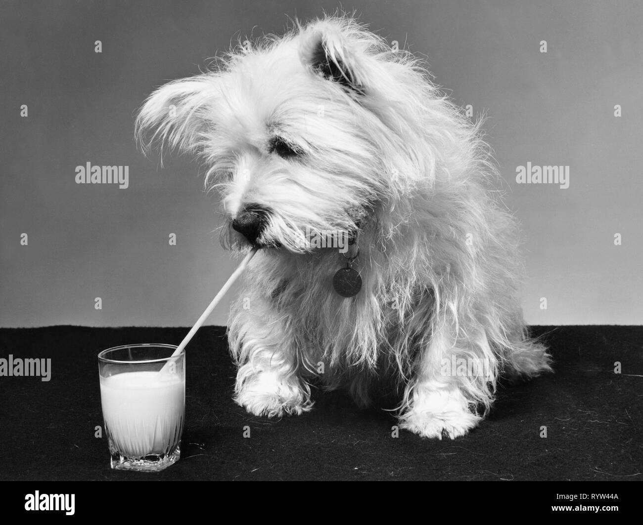 Pathetic dog Black and White Stock Photos & Images Alamy