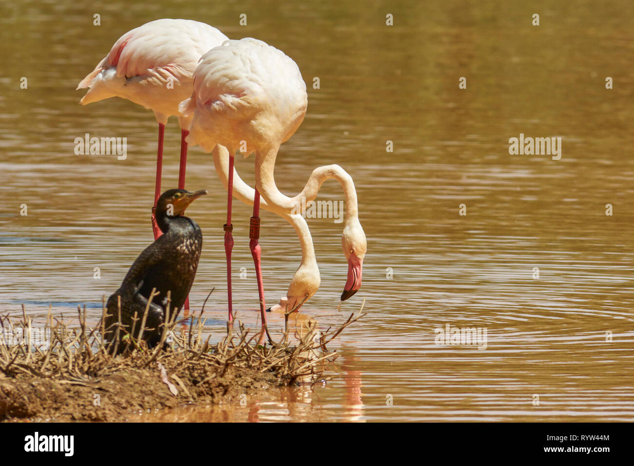 The common flamingo (Phoenicopterus roseus) is a species of phoenicopteriforme bird of the family Phoenicopteridae that lives in the wetlands of Afric Stock Photo