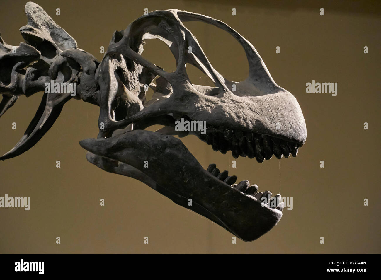 Dinosaur skull in the museum Stock Photo