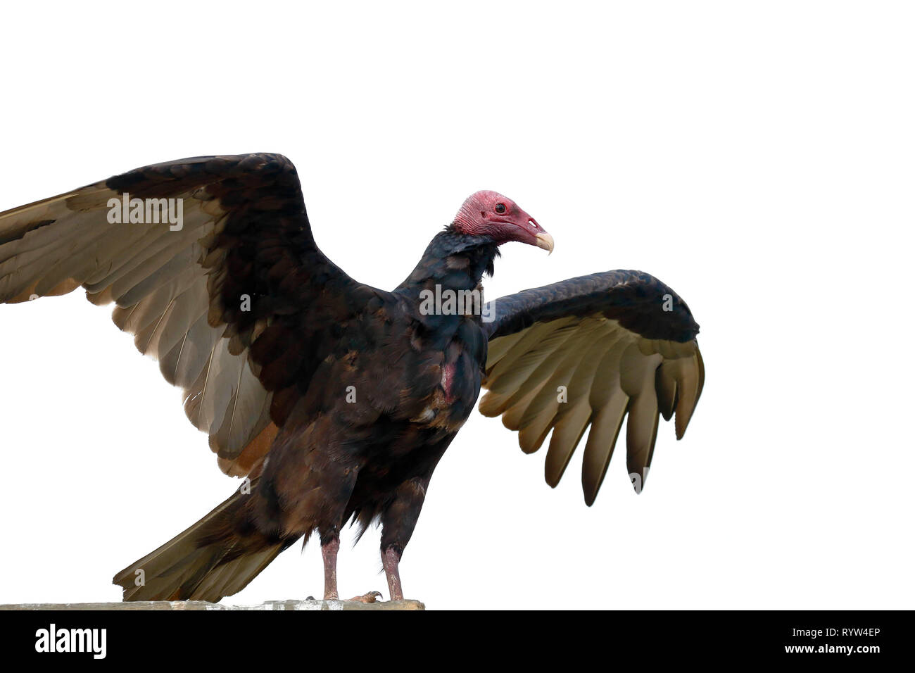 Turkey Vulture (Cathartes Aura), Detail Of The Approach To The Specimen ...