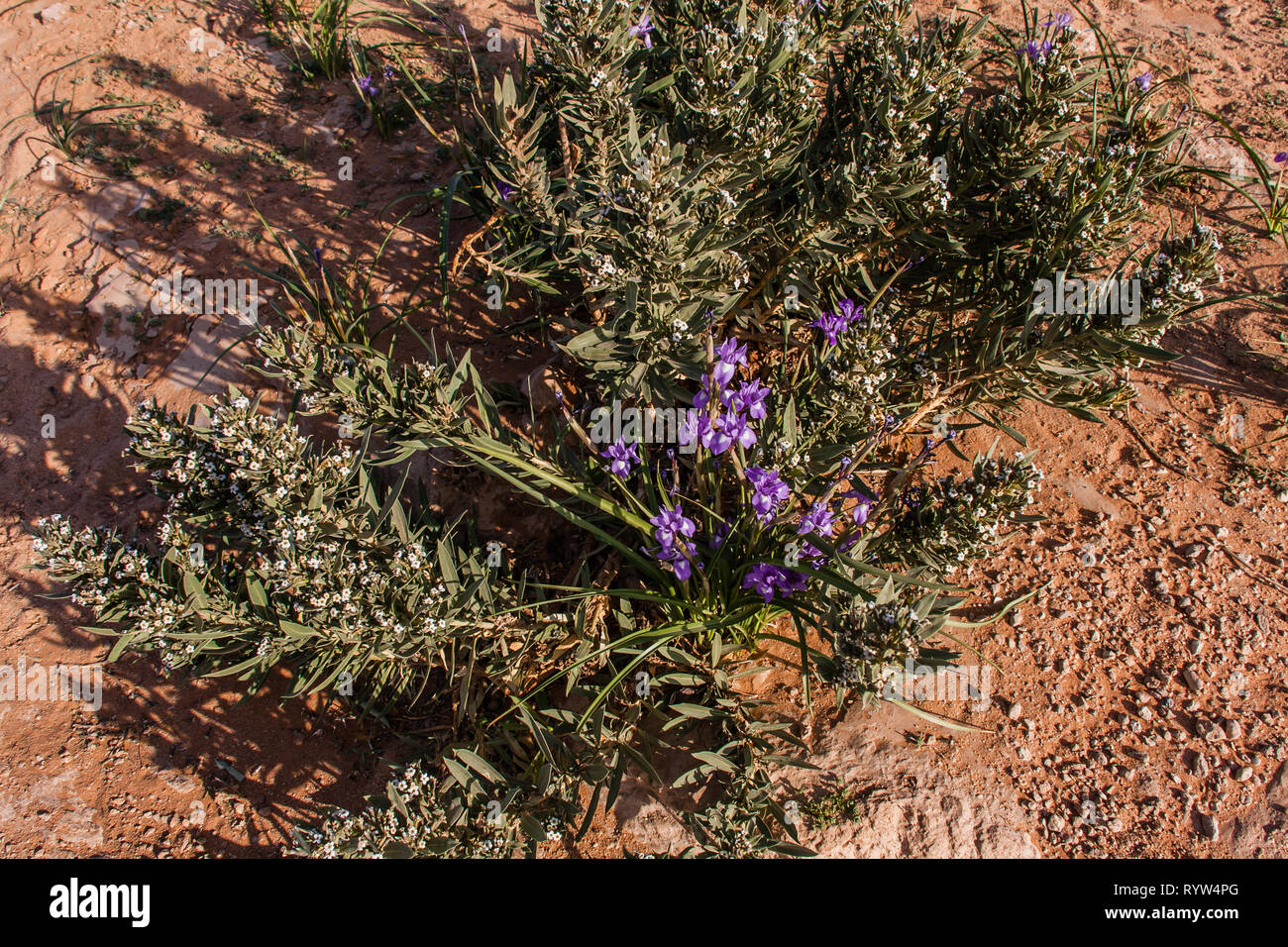 Blooming blue iris and common knotgrass in the desert of Saudi Arabia Stock Photo